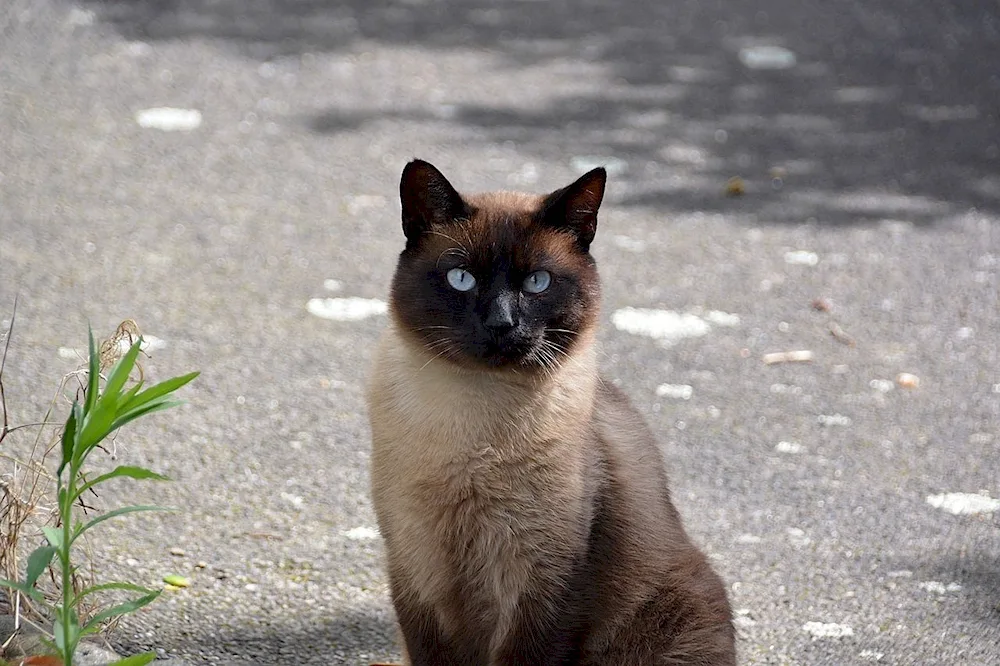 Whiskered Ragdoll kitten