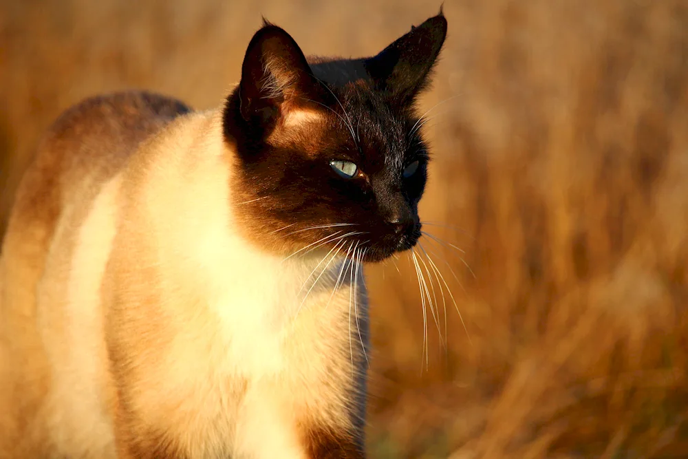 Siamese cat cat breed