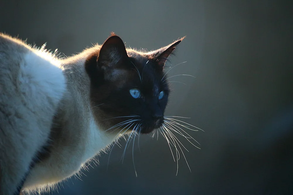 Siamese cat