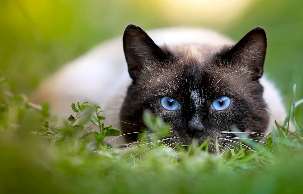 Siamese cat