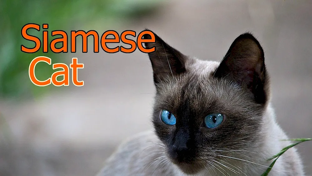 Siamese cat