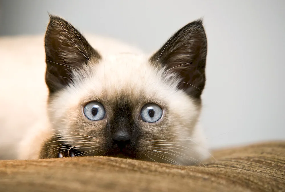 Thai Siamese cat