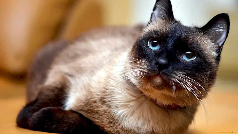 Lilac Siamese cat