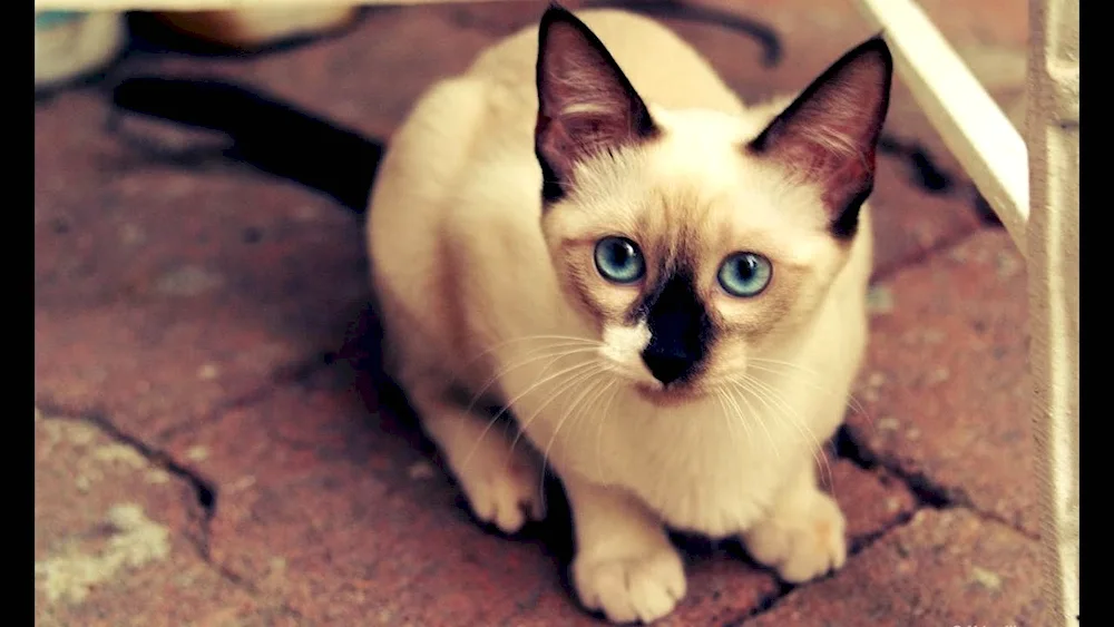 Siamese cat