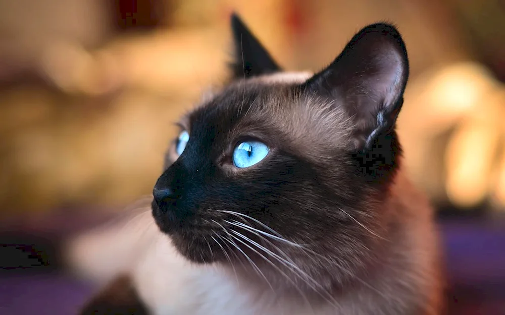 Siamese cat