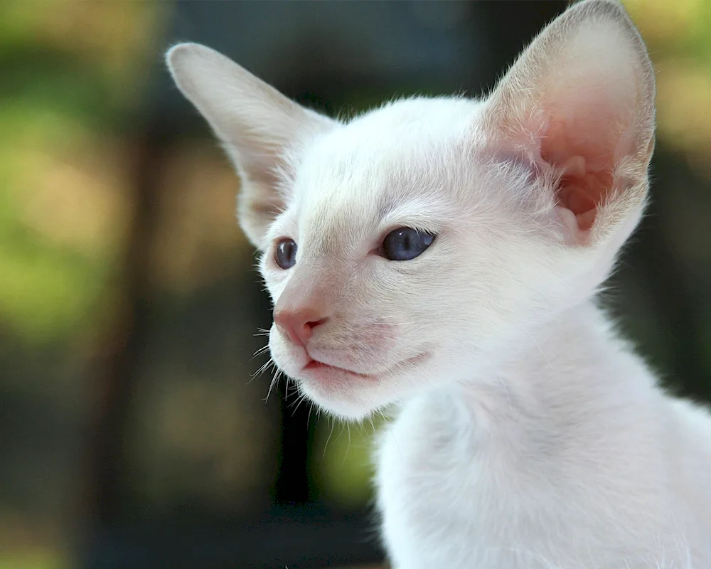 Oriental cat