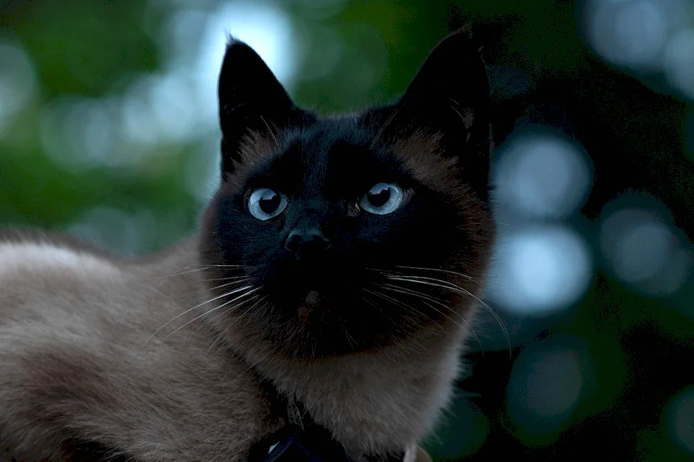 Siamese cat black