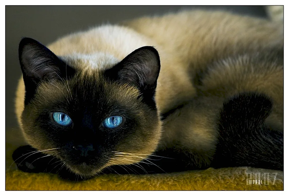 Siamese cat black