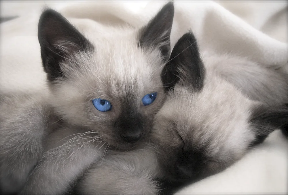 Siamese cat