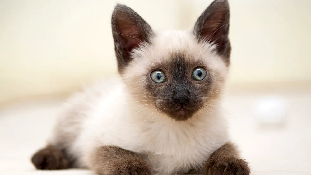 Siamese kittens