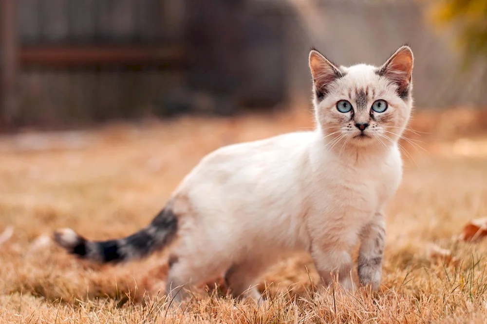 Siamese Munchkin cat