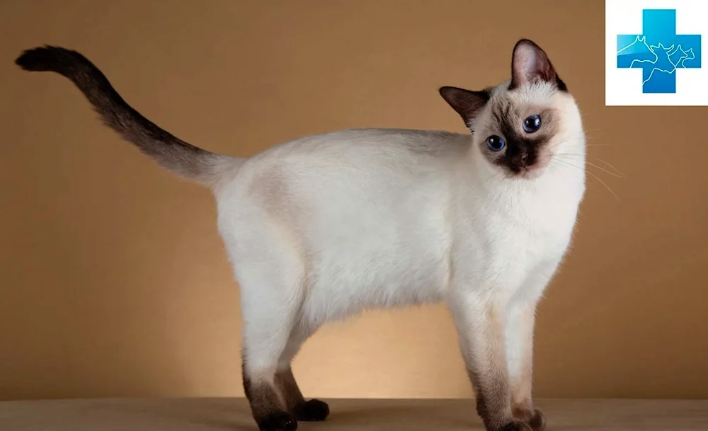 Siamese cat breed