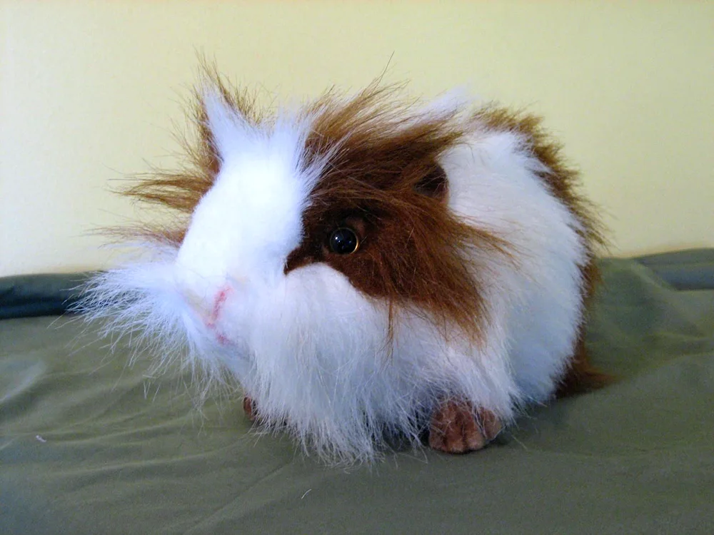 Capybara and guinea pig