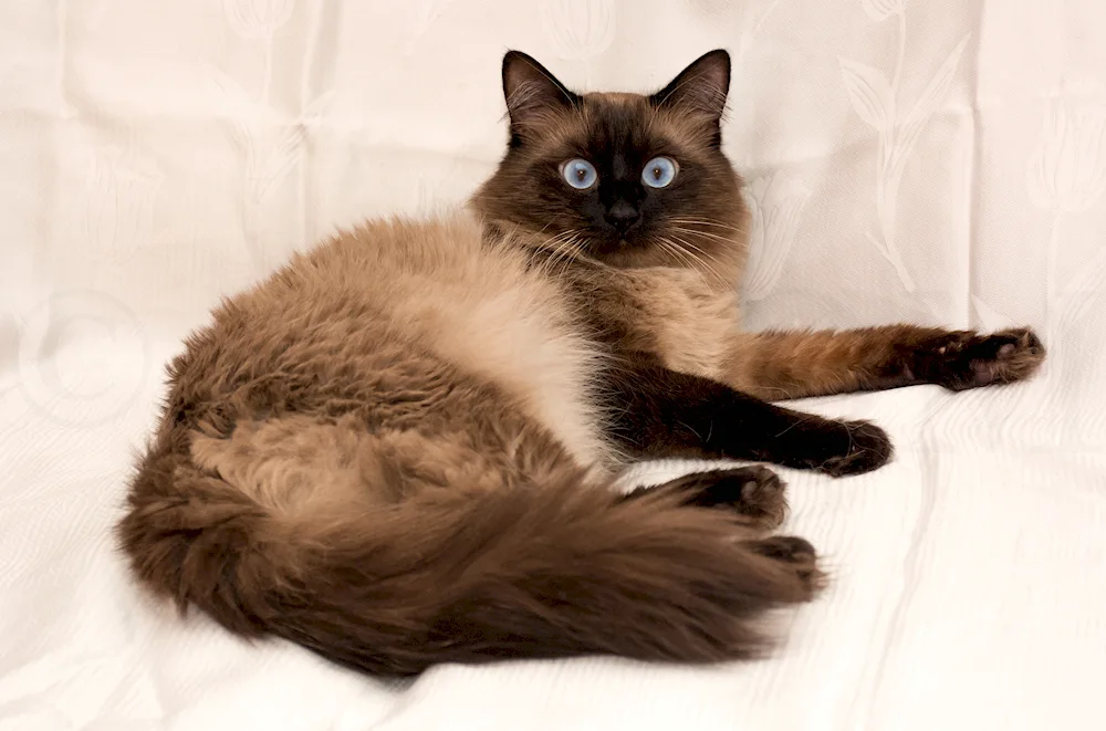 Balinese Ragdoll