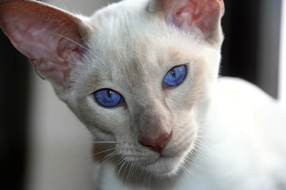 Siamese Oriental cat