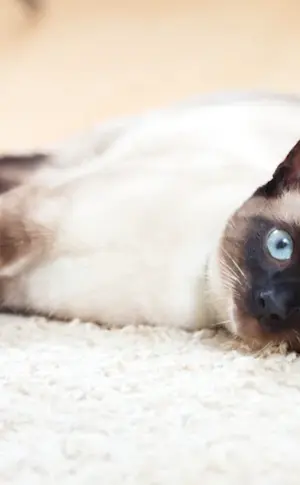 Siamese cat breed