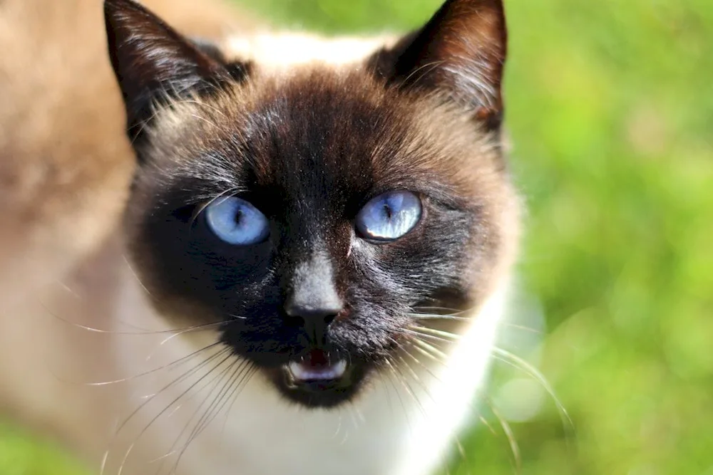 Siamese cat