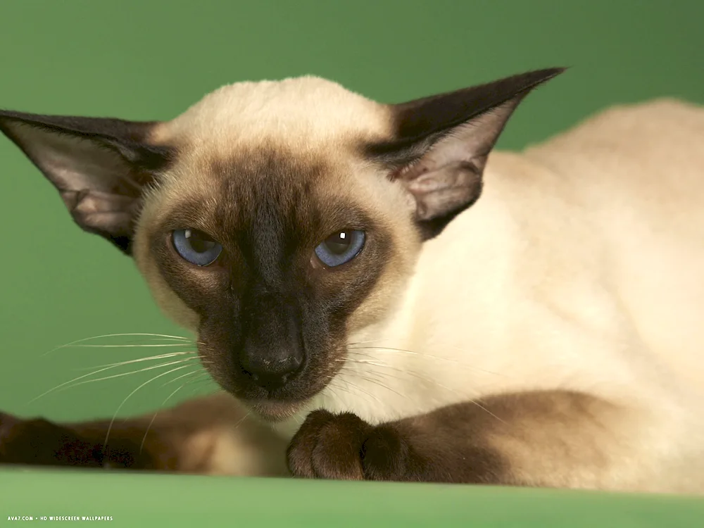 Siamese cat