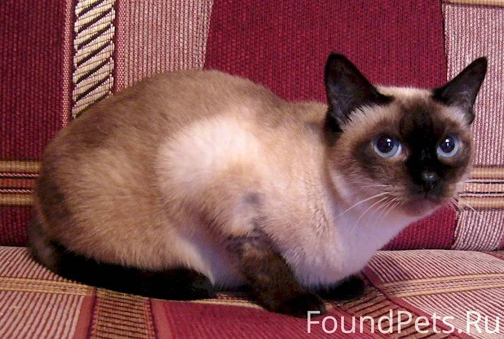 Siamese cat breed