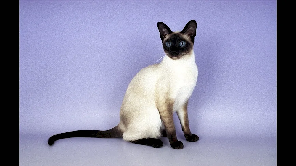 Siamese cat Siam