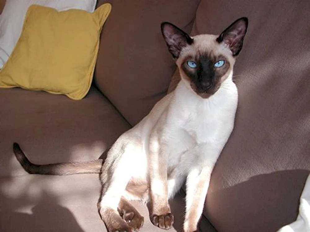 Siamese cat breed