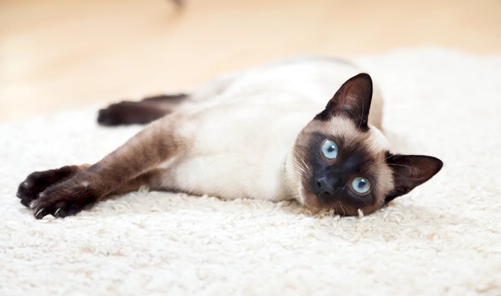 Siamese cat breed