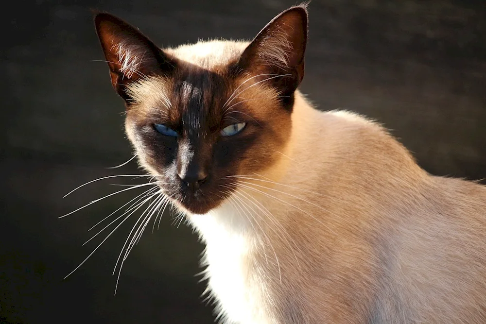 Siamese cat breed