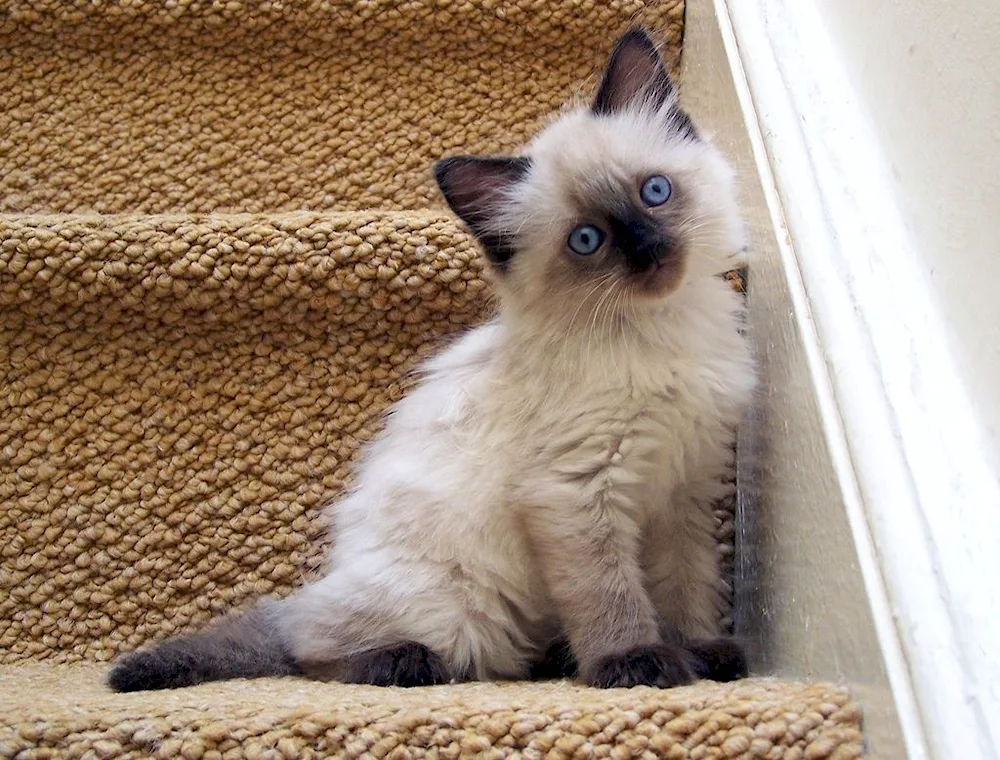 Ragdoll lop-eared kitten