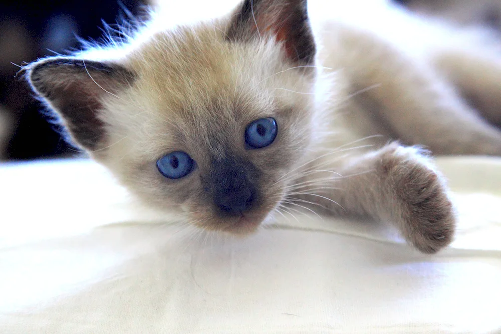 Siamese cat