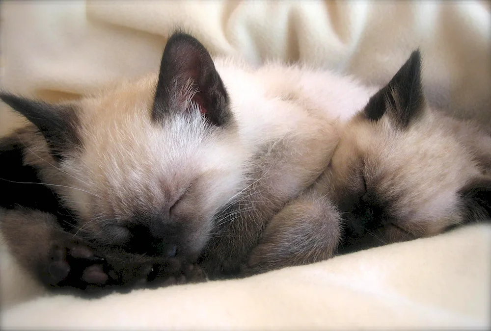 Siamese cat Fluffy