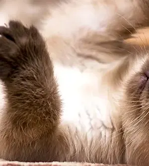 Siamese lop-eared cat