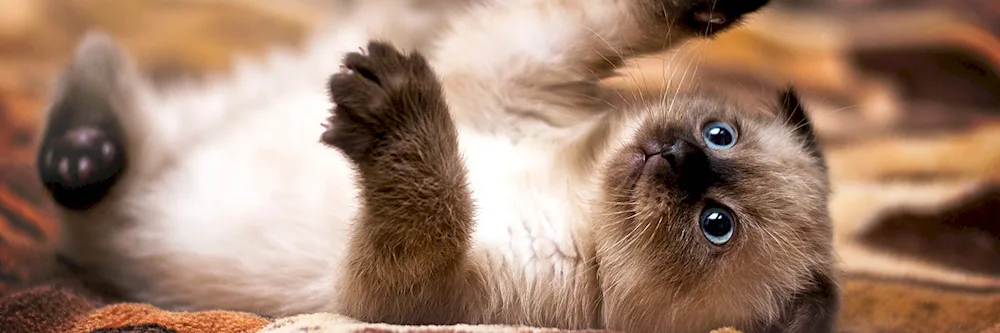 Siamese lop-eared cat