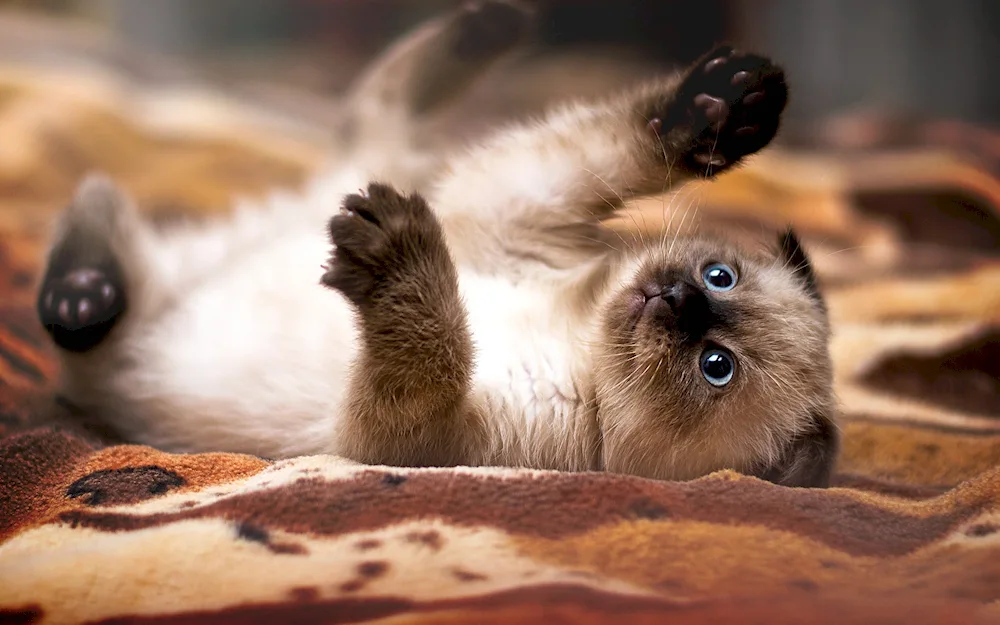 Siamese lop-eared kittens