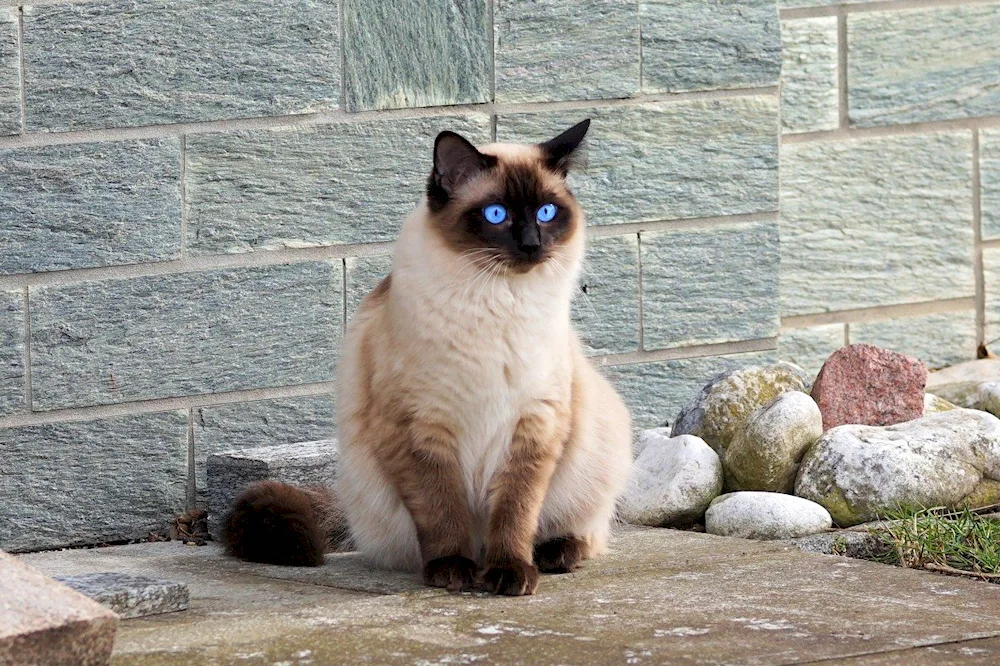 Siamese Balinese cat