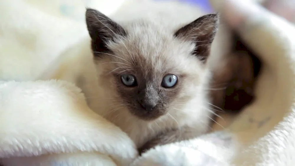 Siamese kittens