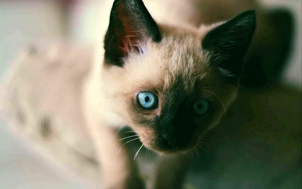 Siamese cat