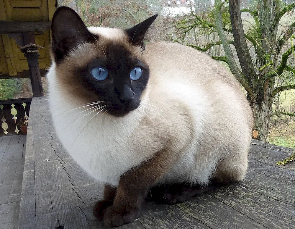 Siamese cat