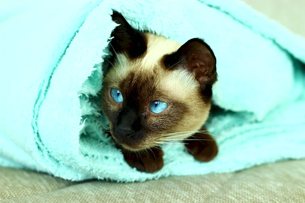 Siamese Scottish Fold