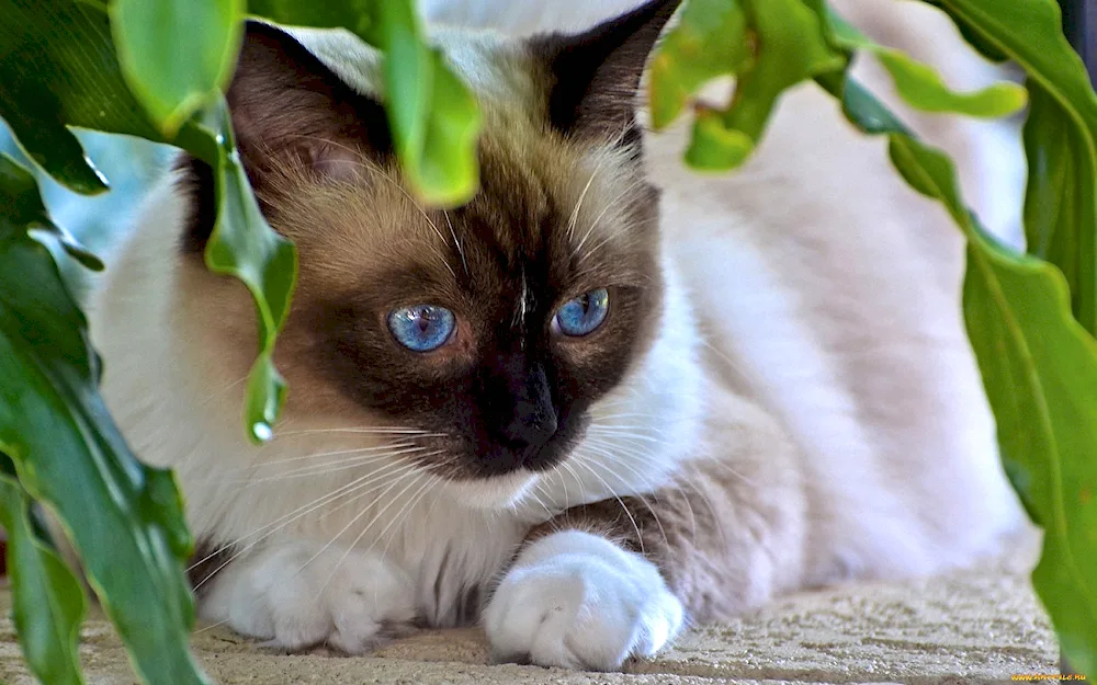 Himalayan colour cat Point