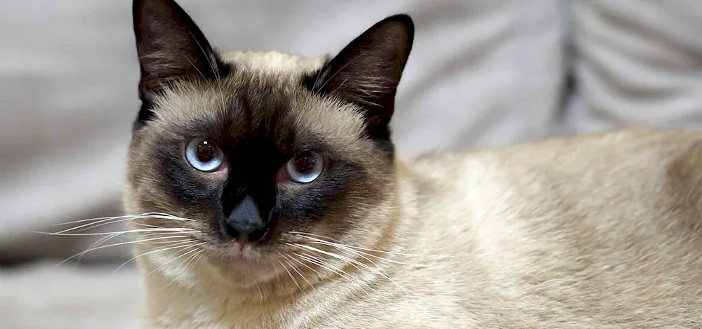 Siamese purebred cat syl- Point