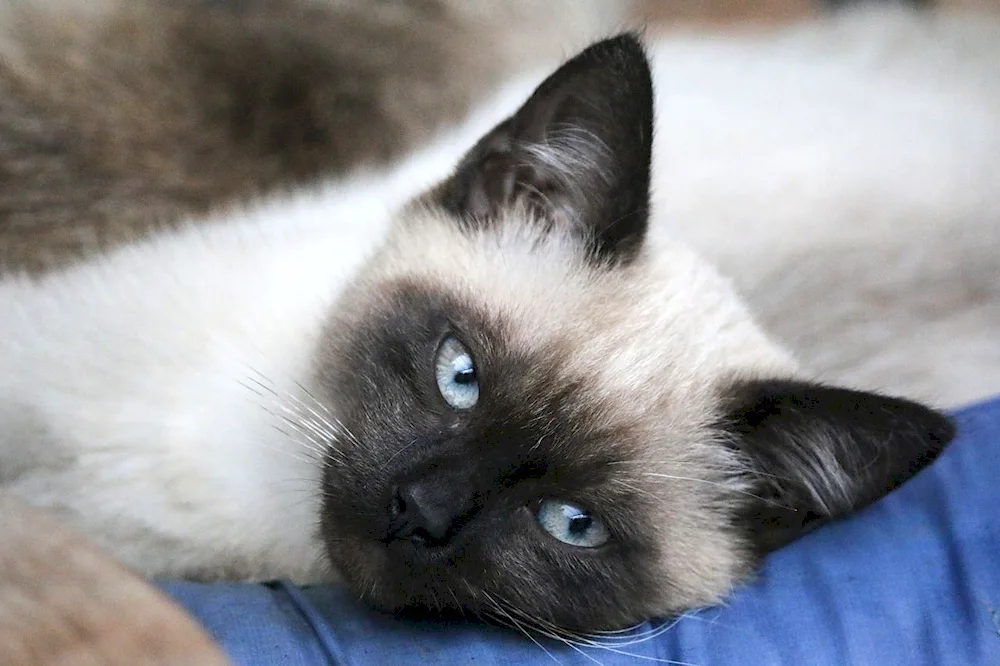 Siamese cat