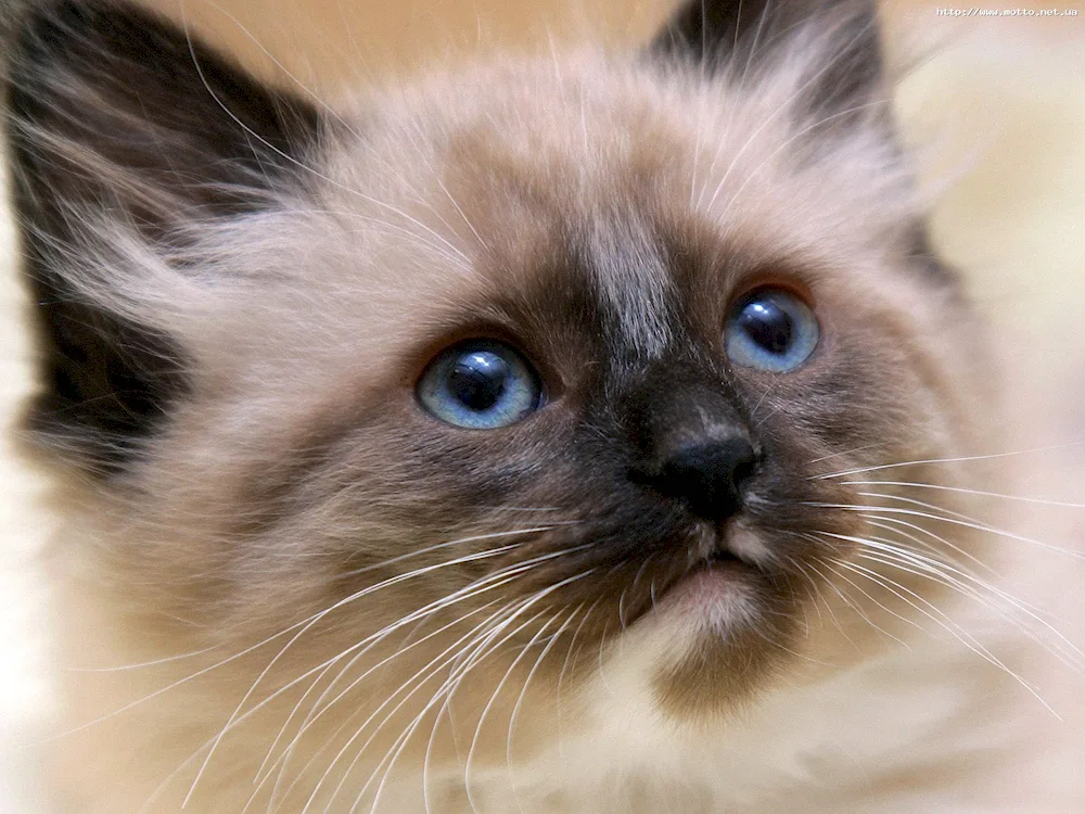 Siamese cat