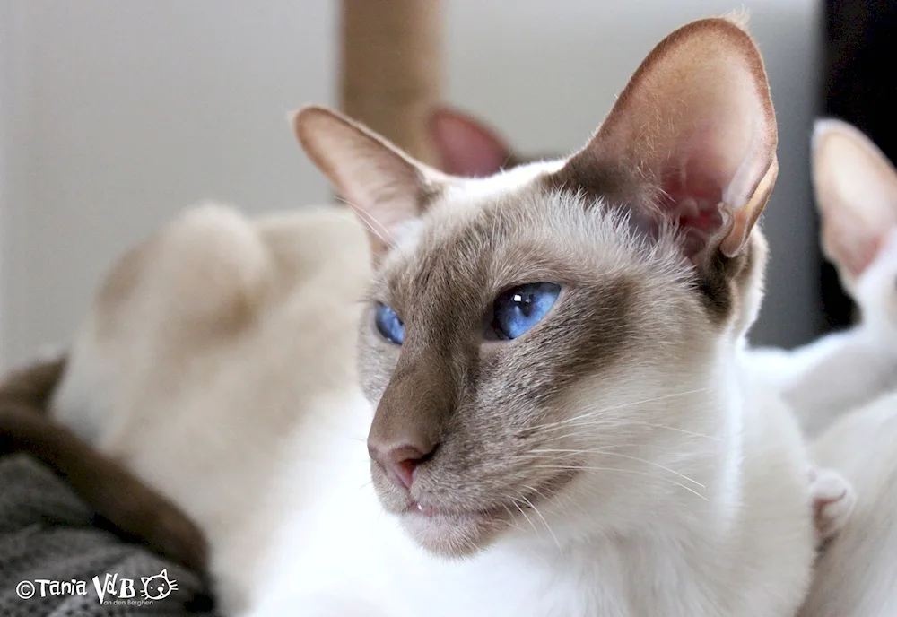 Siamese Oriental cat