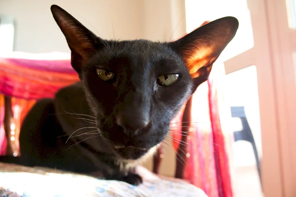 Cornish Rex Georgian