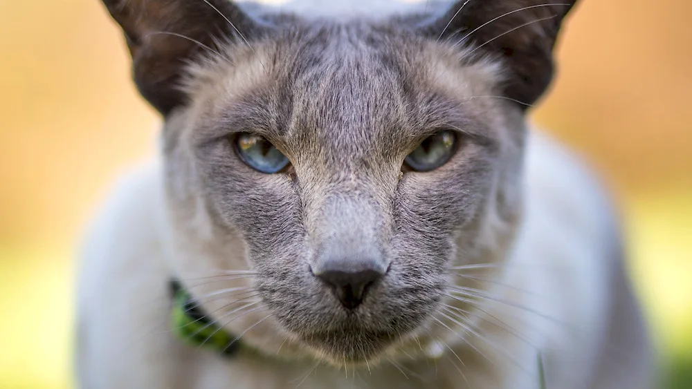 Georgian Oriental cat breed