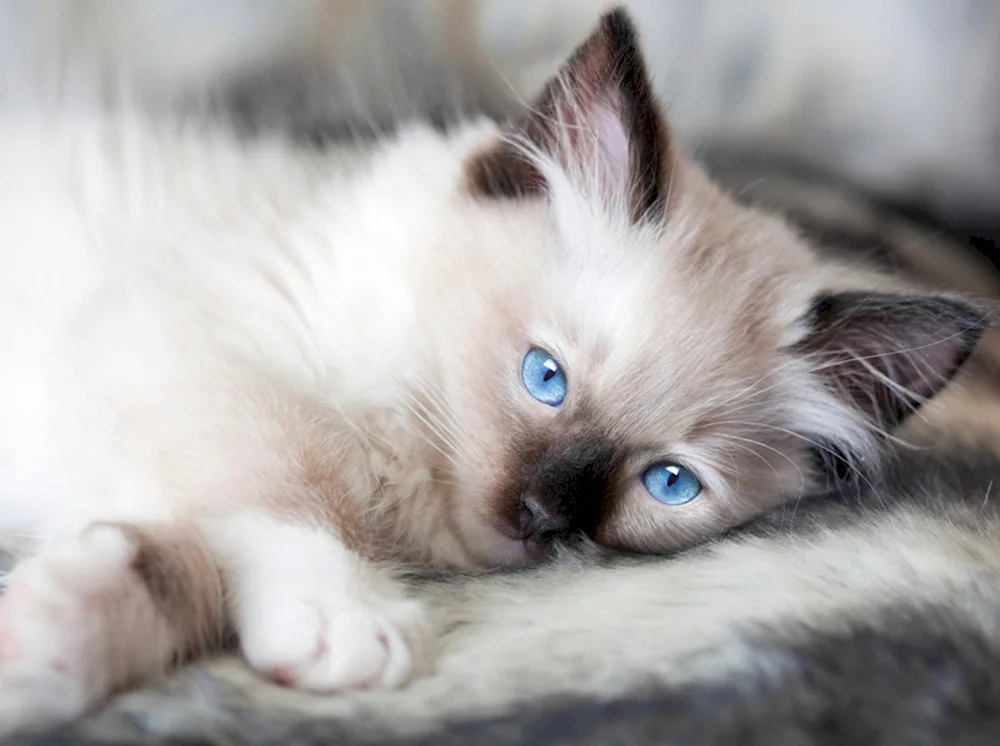 Balinese Ragdoll