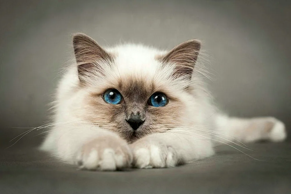 Siamese Ragdoll