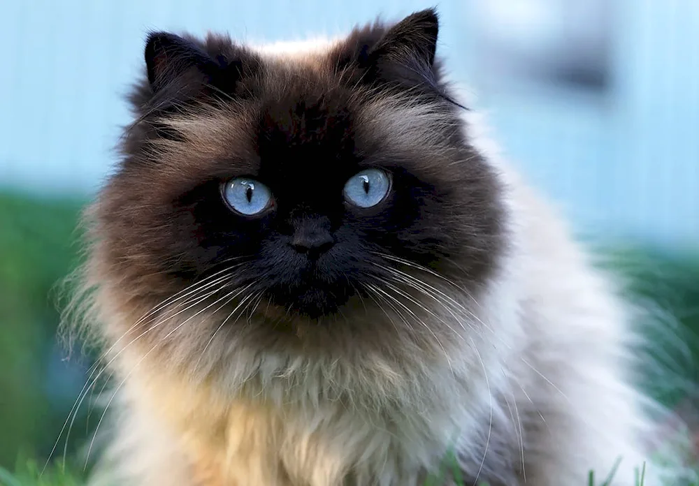 Siamese Ragdoll