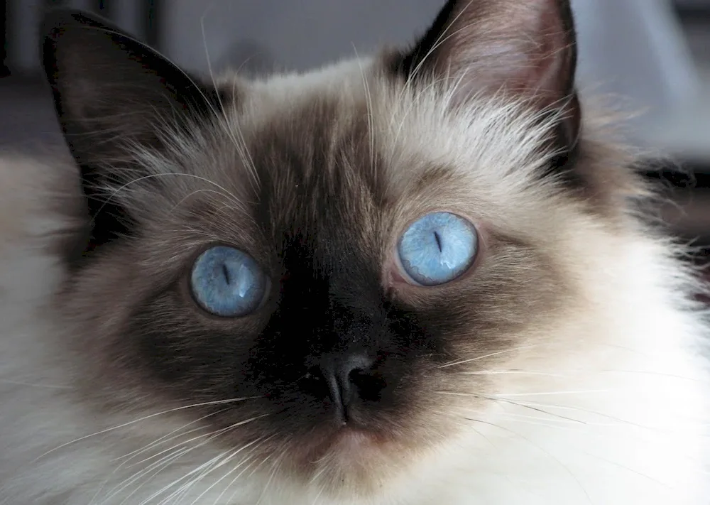 Siamese Ragdoll