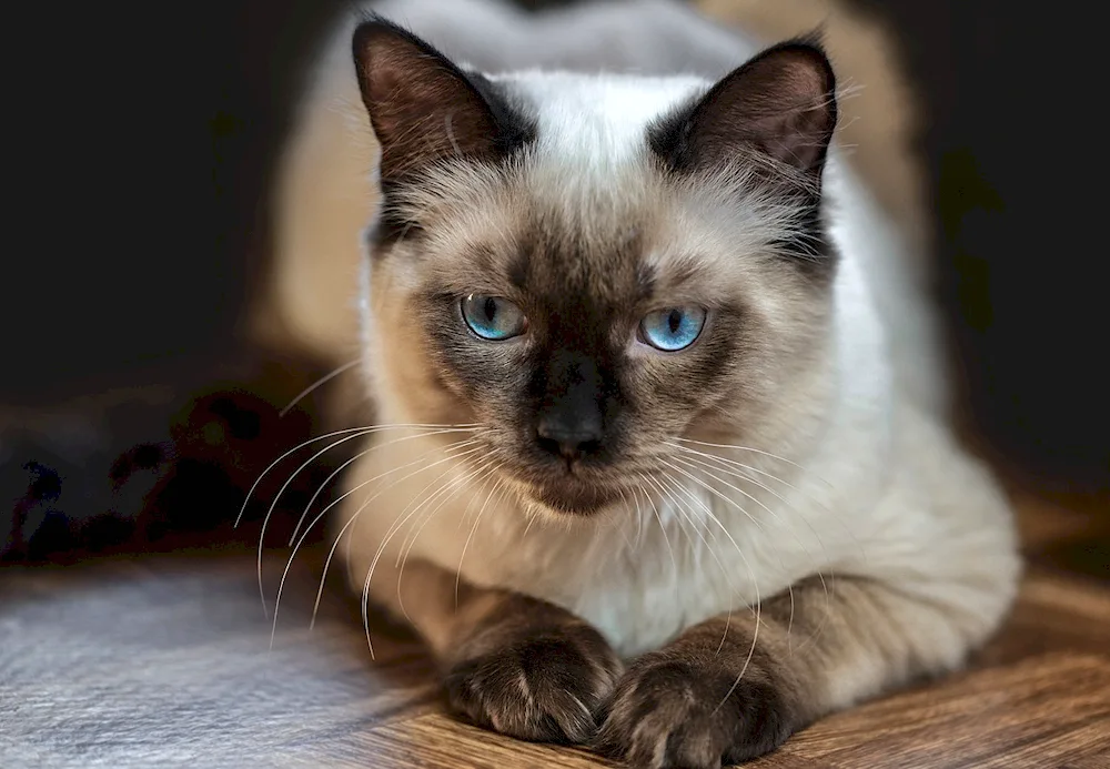 Siamese Ragdoll cat